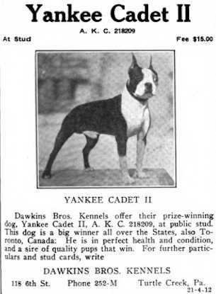 Yankee Cadet II (218209)