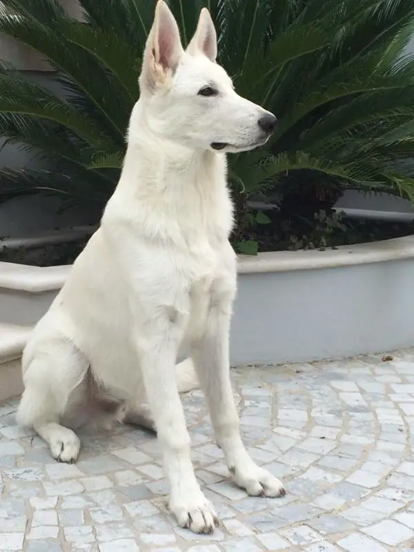 Egon Full Von Piersigilli