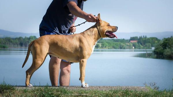 Fancy Mia Lord of Best's