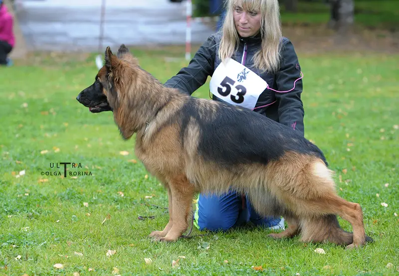 Normandija Gven Blaid