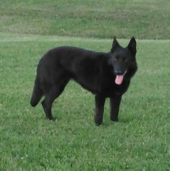 Sorenson's Million Dollar Cookie