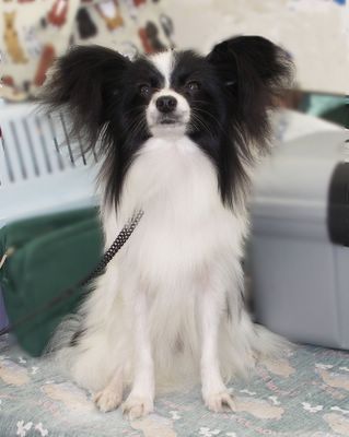 Inixia Briar Rose Motylek