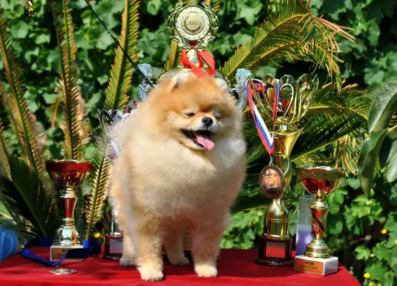 СH. Pride Of Pom Colyn Triumphant