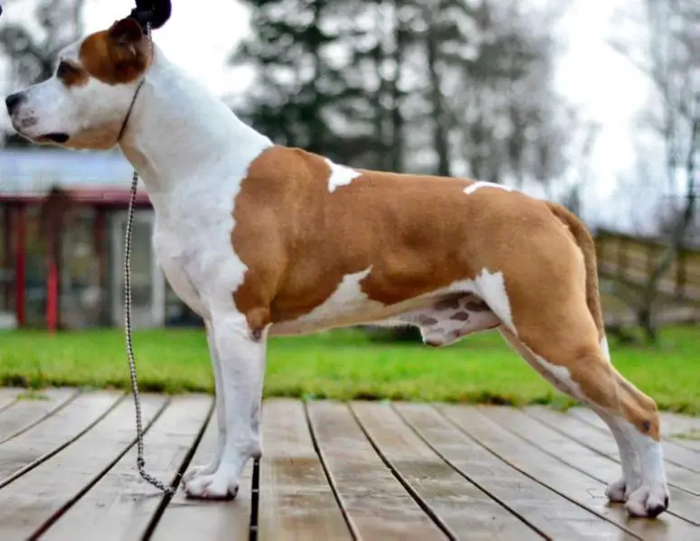 SE CZ CH Rebel and Proud TZH MAZZEL