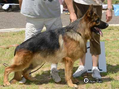 V . SG 19 BSZS 2014 Willis vom Melanchthon