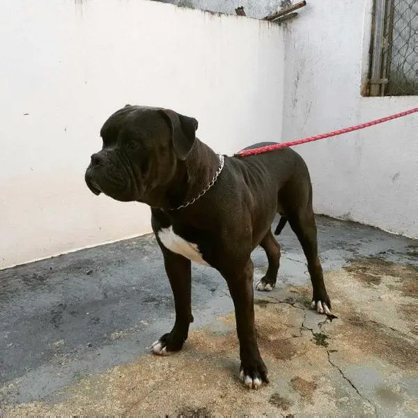CB Bulldogs Cuervo