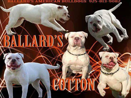 Ballard's CottonTail