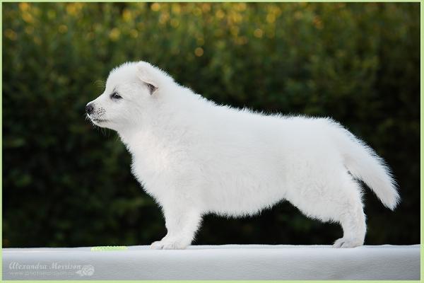 Favorite Iz Beloy Brigady (IZBB)