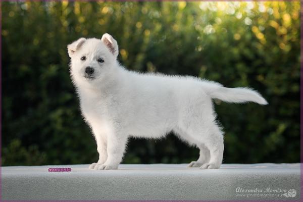 Fishka Iz Beloy Brigady (IZBB)