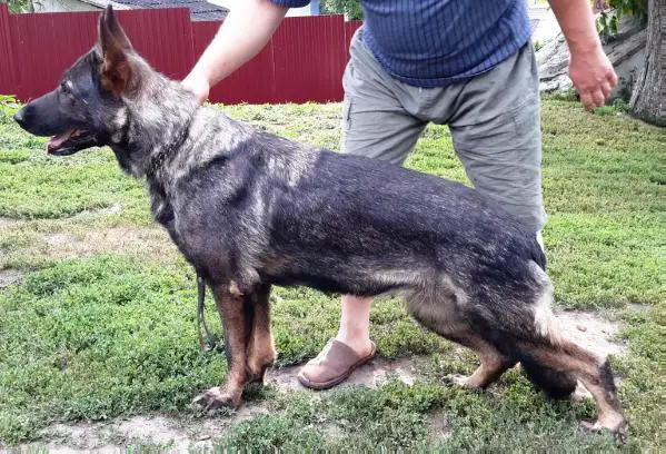 SG Kollien von den drie Kronen