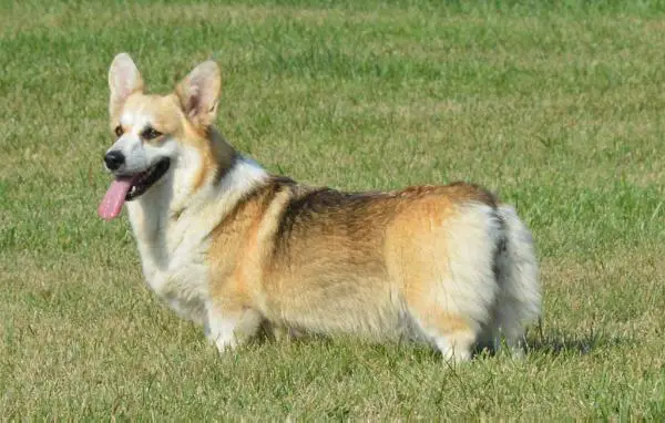 Buckeye Excalibur's Hearts Afyre