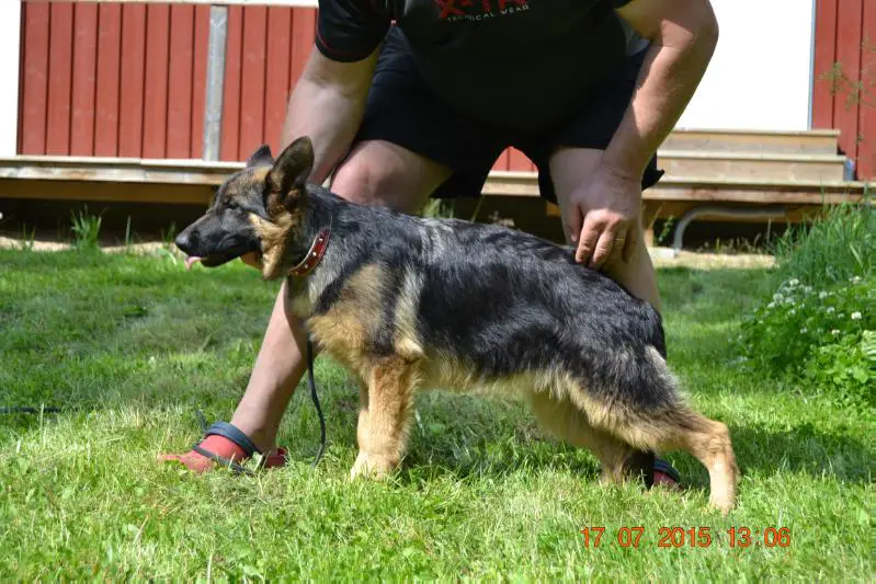 Platinumshepherd Josefina