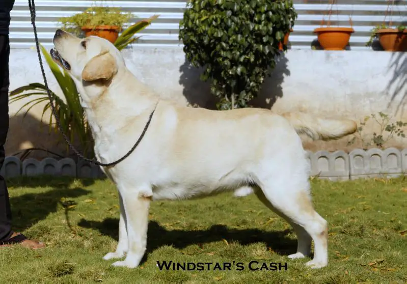 CH Windstar'S cash