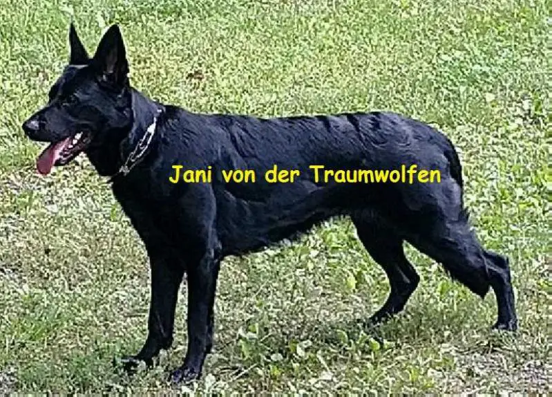 Jani Von Der Traumwolfen