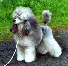 Lavli Play Girl Carolina