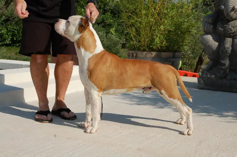 IRTO DU DIAMANT ROUGE