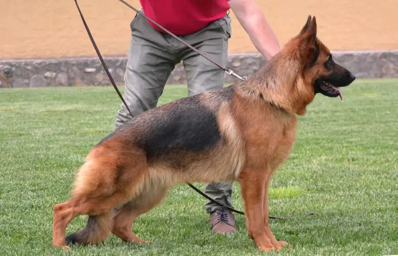 SG (BSZS JKH 2016) Queen v.d Drei Grazien