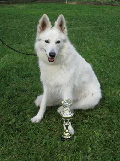 Int. Jüngsten-Champion 2013, Int. Schönheits-Champion 2018 Doah Yavanna von Darinka