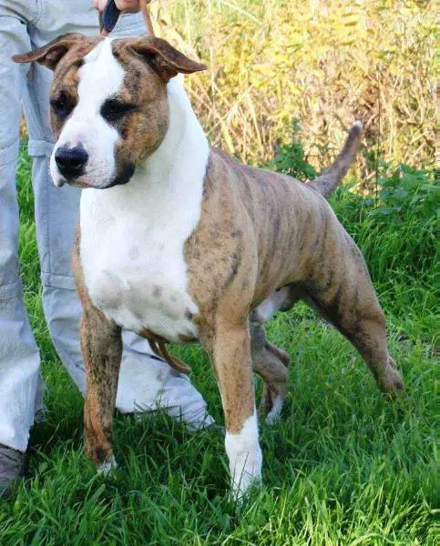 Moon Rock Landi's El Chico Valiente