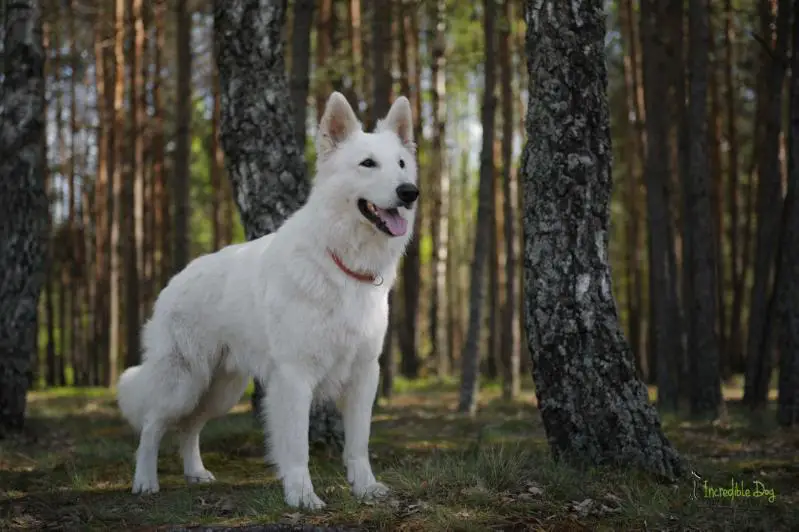 JWW2016, Ch Blr, Lt, Lv Amigo Incredible Dog
