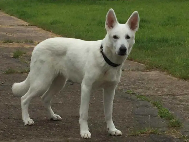 Aislinn Vom House Svacium