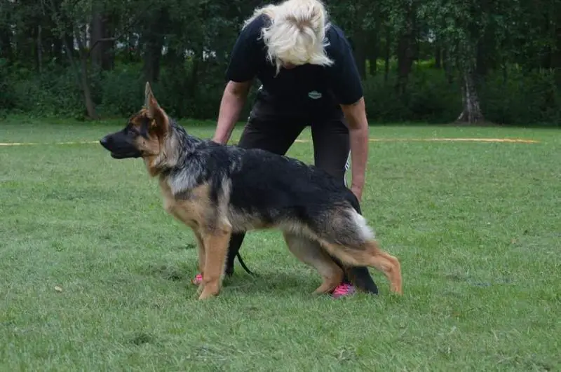 Platinumshepherd Jessi