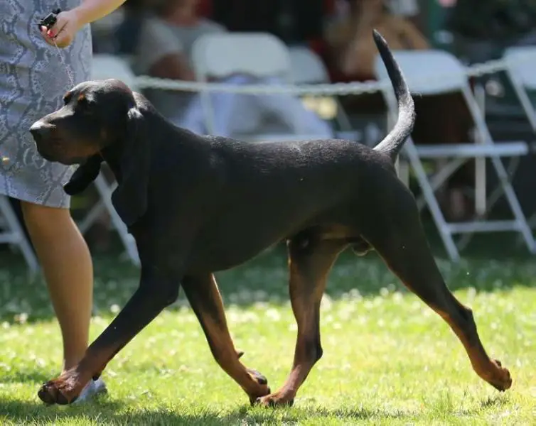 AKC GCHG CH CSG, UKC MBIS CH Carlin ScoutOut Black To The Future