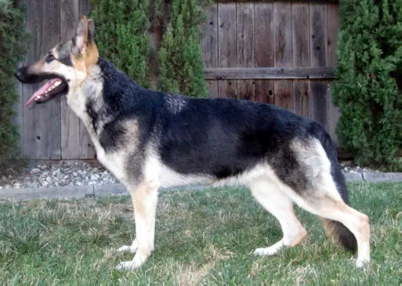 UKC CH Kerstone's Gunpowder & Lead