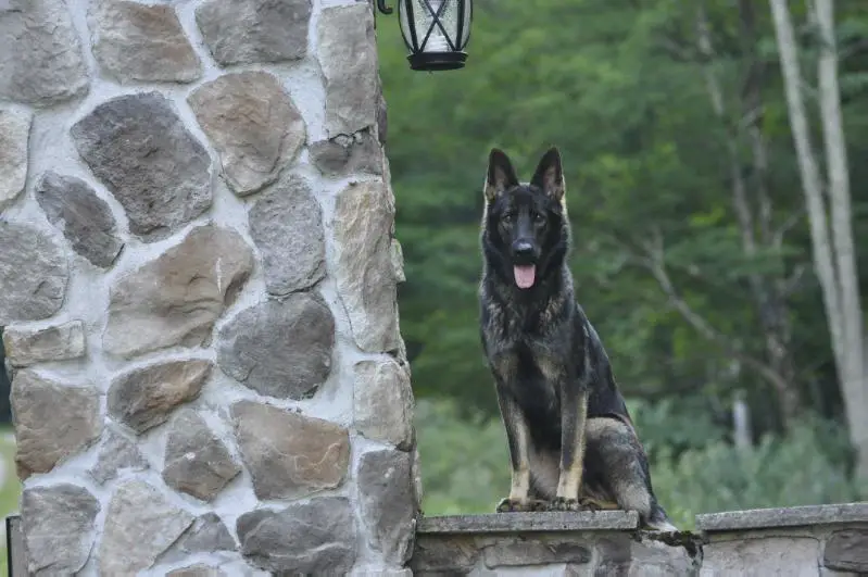 Dana Alexis Vom Fuller