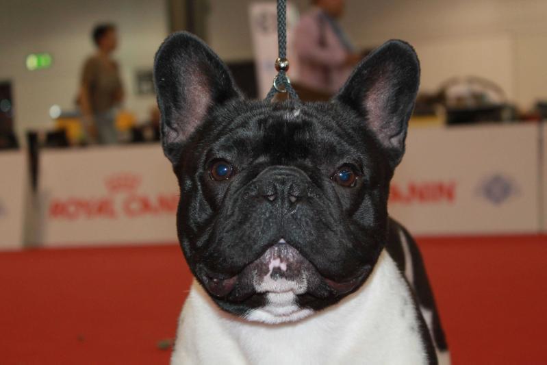 Great Am-staff's Frenchie Grenoble