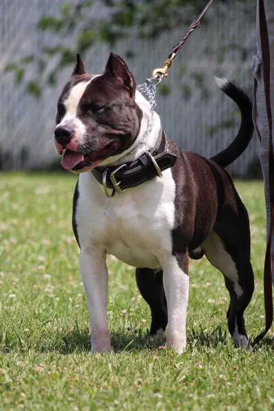 Edelhaus Soldier Boy @ GrinNation CGC