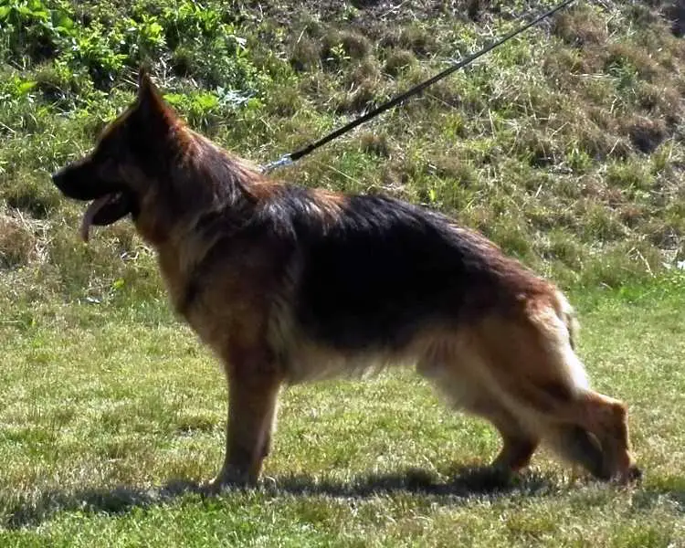 V1 Nando Framato Rolau