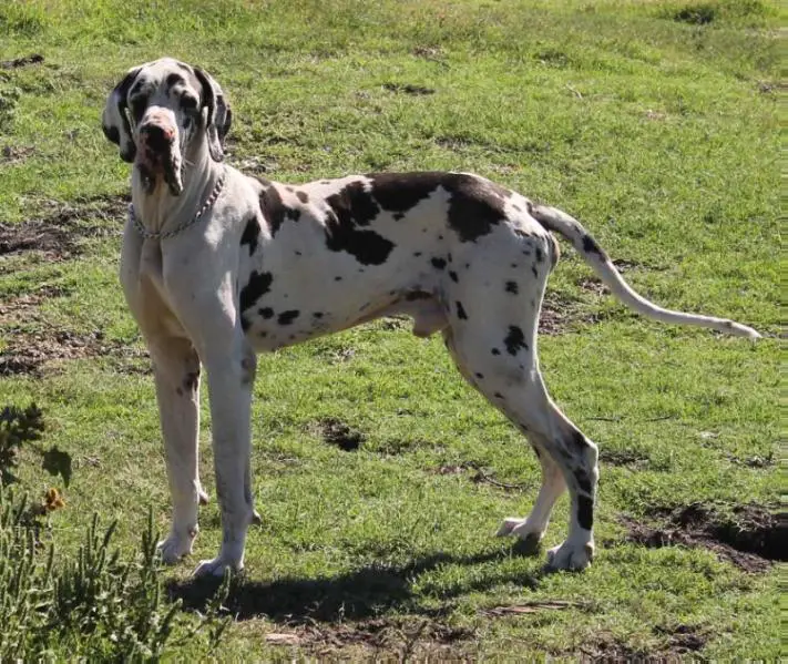 Rising Star's Big Money