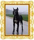 Black Jack from Valvasor's Land