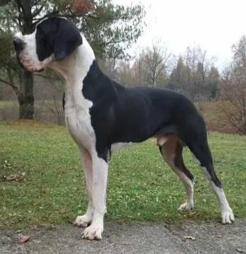 Aamon Ra Von Freya's Rosenrot