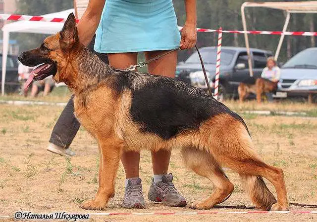 1VA (RUS) Negus Karil's Zena