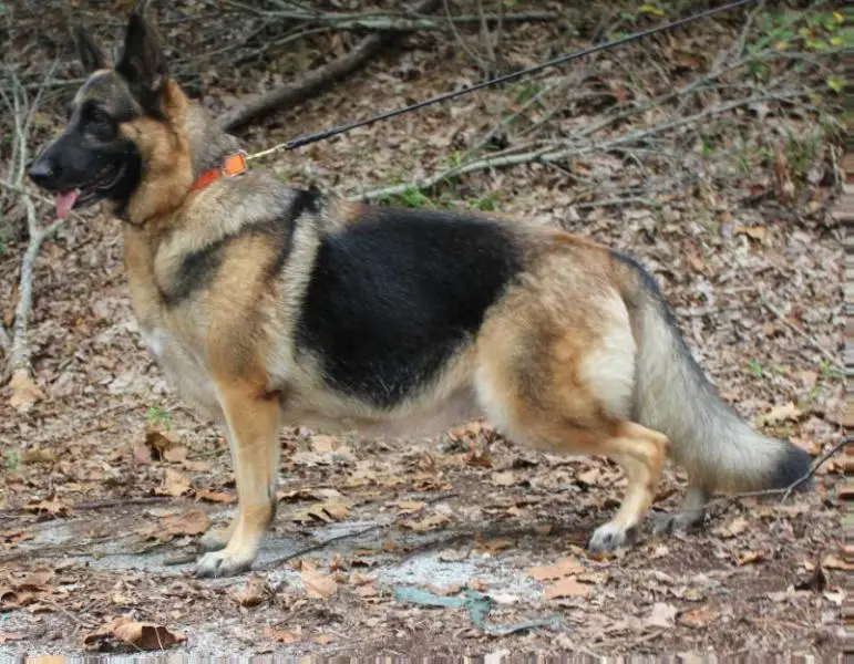 CH PT'D AKC Appleridge The Oracles' Secret