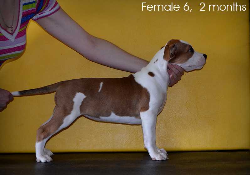 JChRus, ChRus Baronessa Victoriya