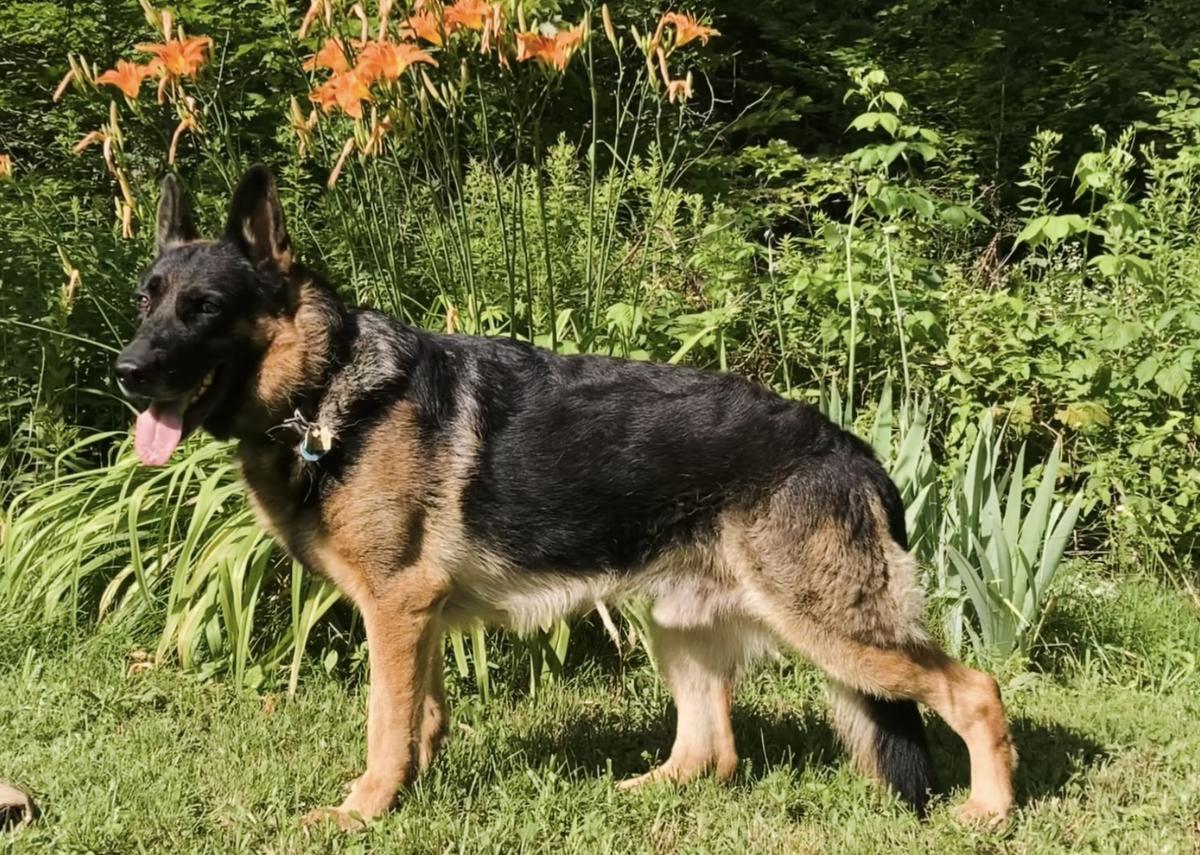 Tzadok vom Wildweg
