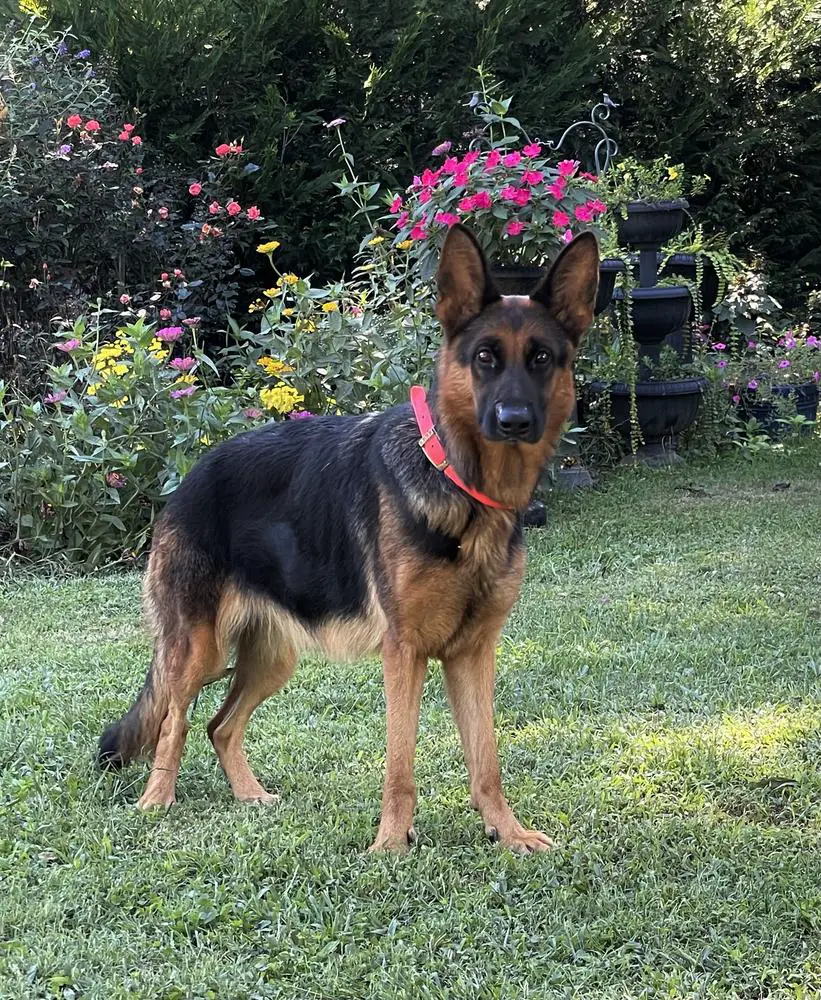 Alexa Vom Pleasemberg