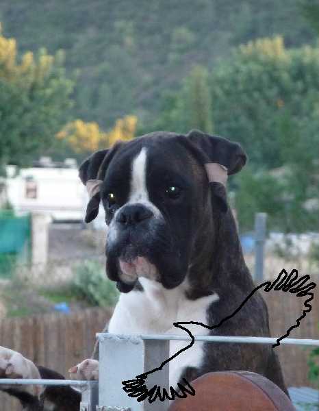 Othello de Mirall del Box