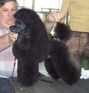 C.I.B. Kissena The Jazz Singer