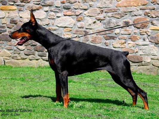 Annie Hall de Lances