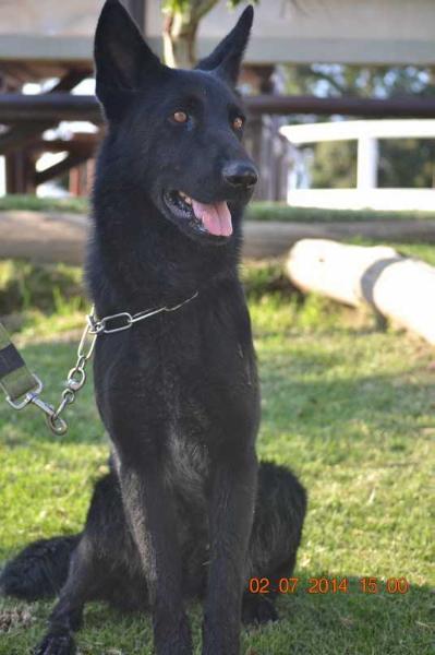 Erka of Shazadi of Hausbende