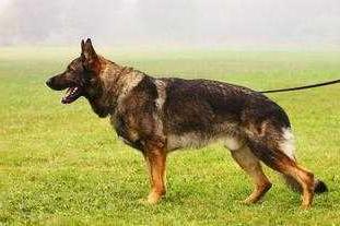 V Ivo v.d. Daelenberghütte