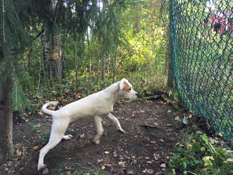 Bjurlings Southern HogTrap