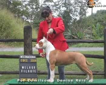 Bruna Strong Fortress Dog´s