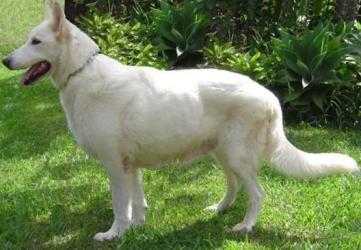 Apple Green Kim Kann Schimmelpfeng