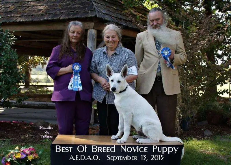 Amadeus Almost Normal