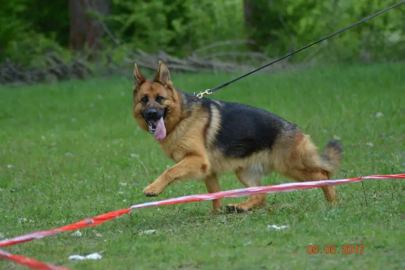 SG4 JHKLH OG (BV) Carmina von Abgrund